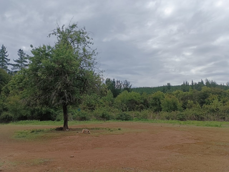 Venta parcela parral