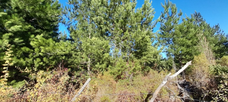 Parral parcela, venta