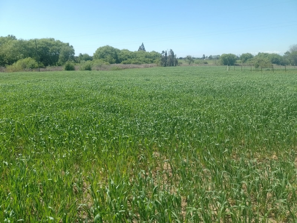 Parcela en parral, venta