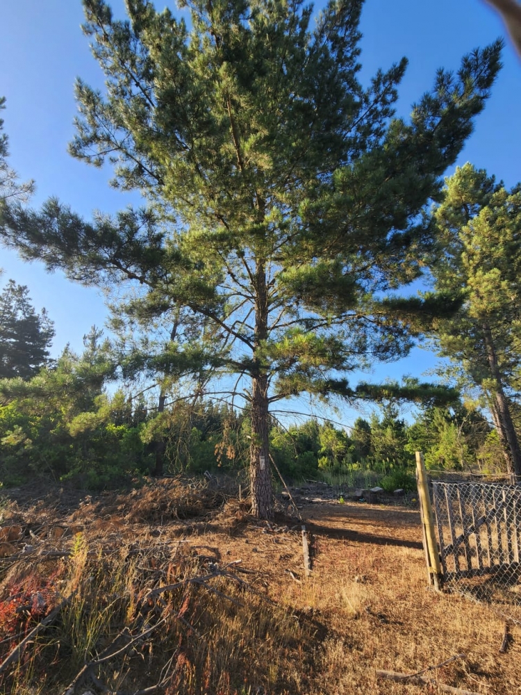 Parcela parral