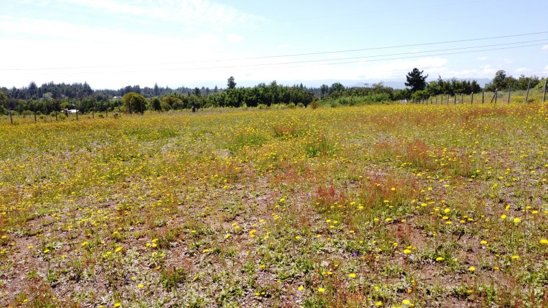 Parral Parcela, Venta