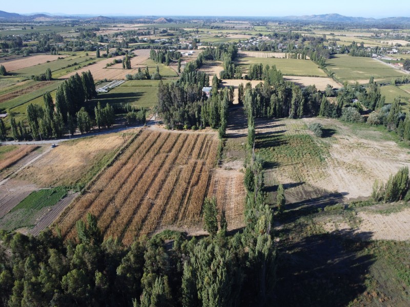 Linares Parcela, Venta