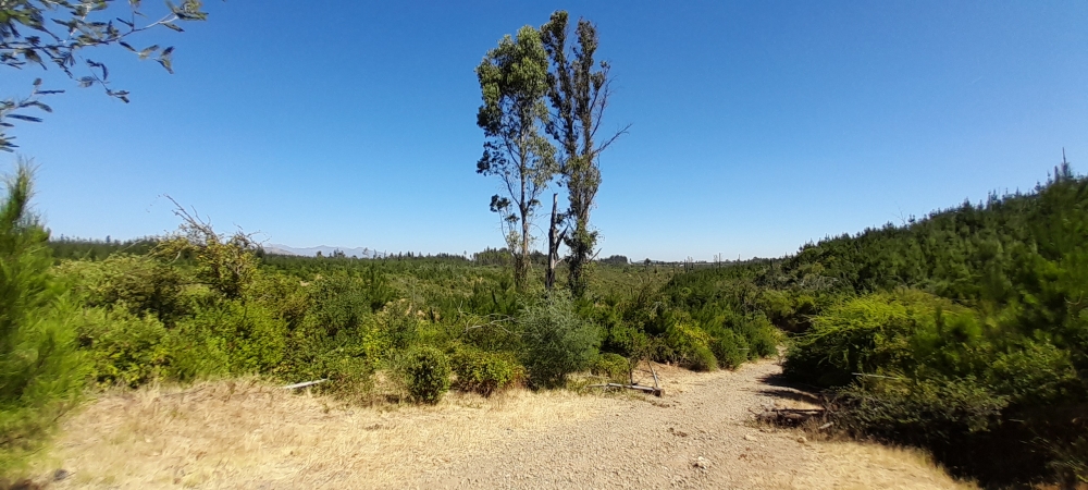Venta parcela parral