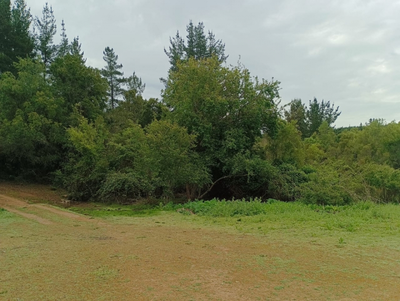 Venta parcela parral