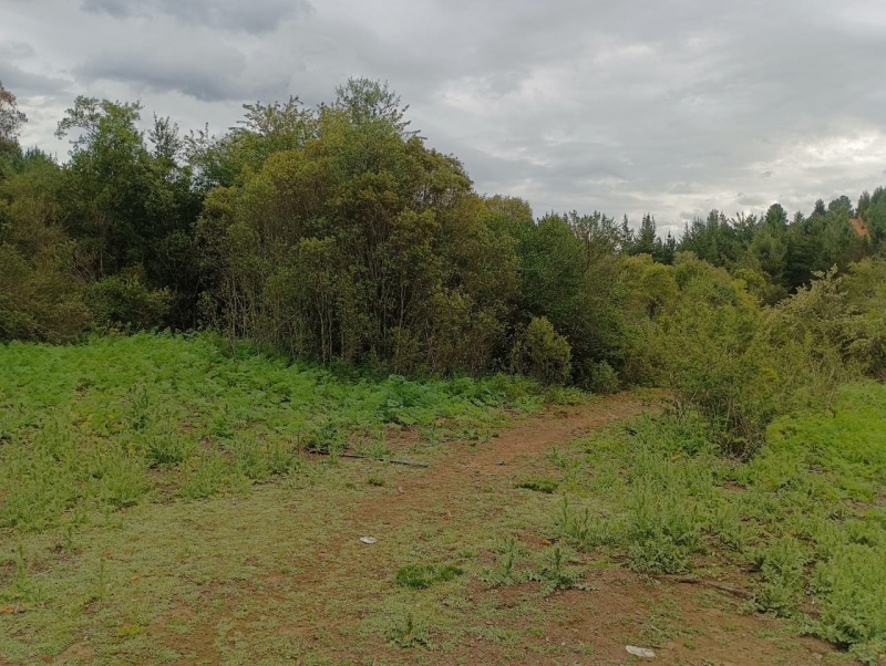 Venta parcela parral